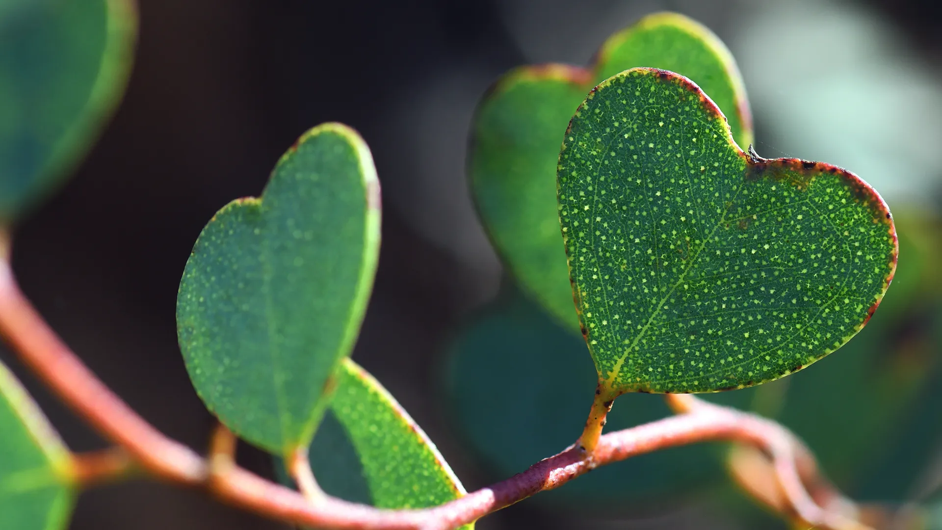 Close up of succulent leaf in the shape of a heart.