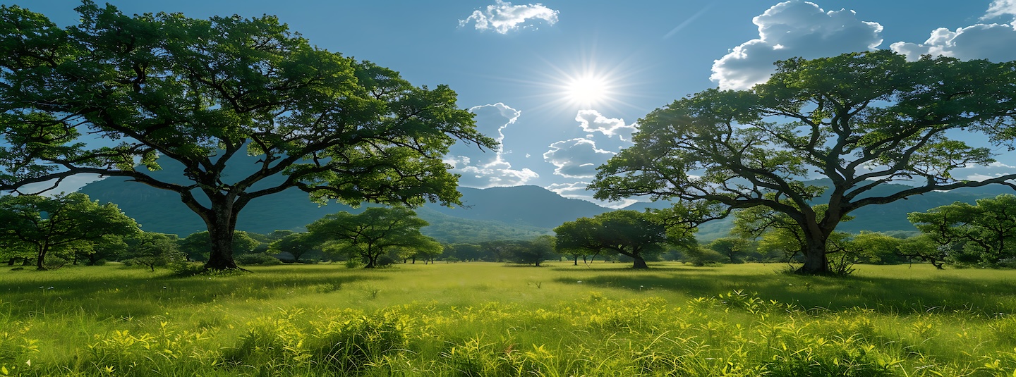 Shea trees