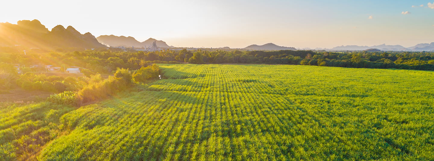Sugarcane plantation field aerial view with sunset light, Agricultural industrial