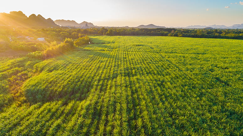 Sugar cane field