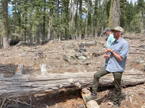 Forest Resilience Bond