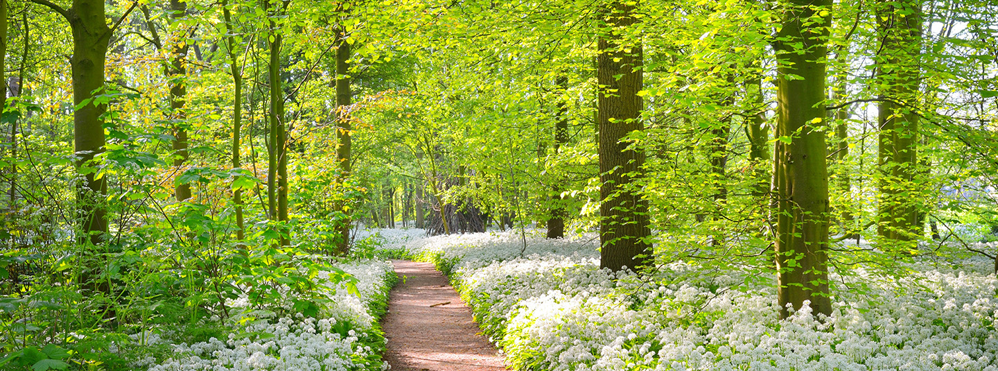 Pathway through the forest with blooming