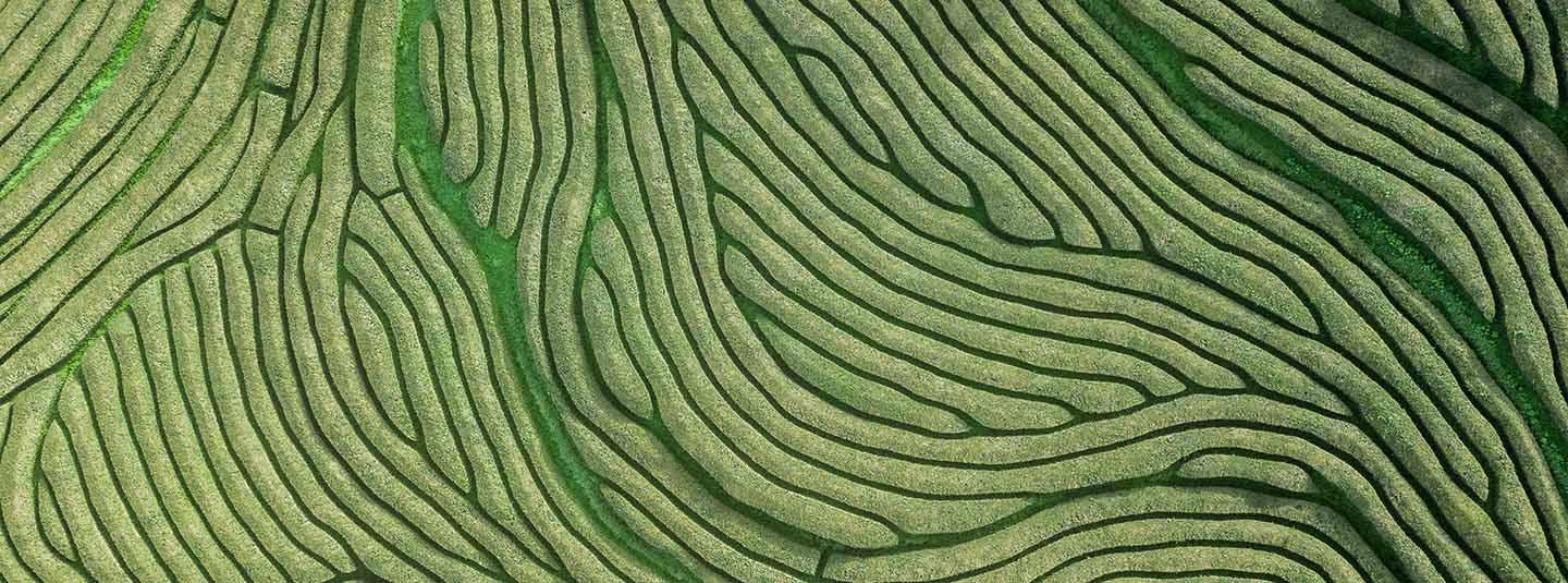 Aerial view of rows of vegetation on a tea plantation