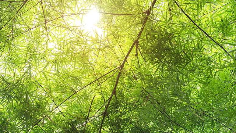Sun shining through tree branches