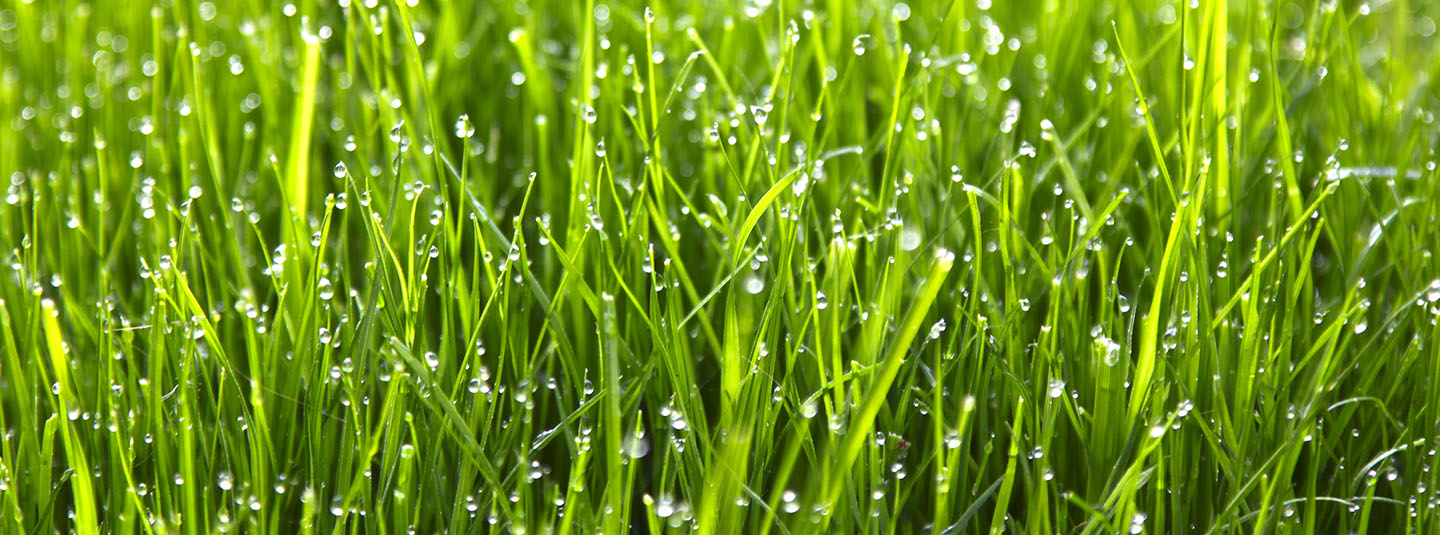 Dew on grass