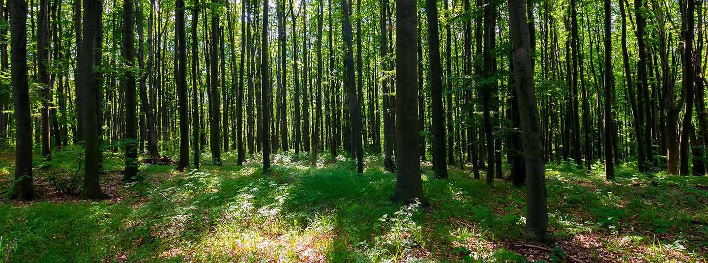 Light filtering through tall trees in a forest