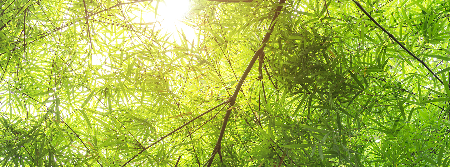 Sun shining through tree branches