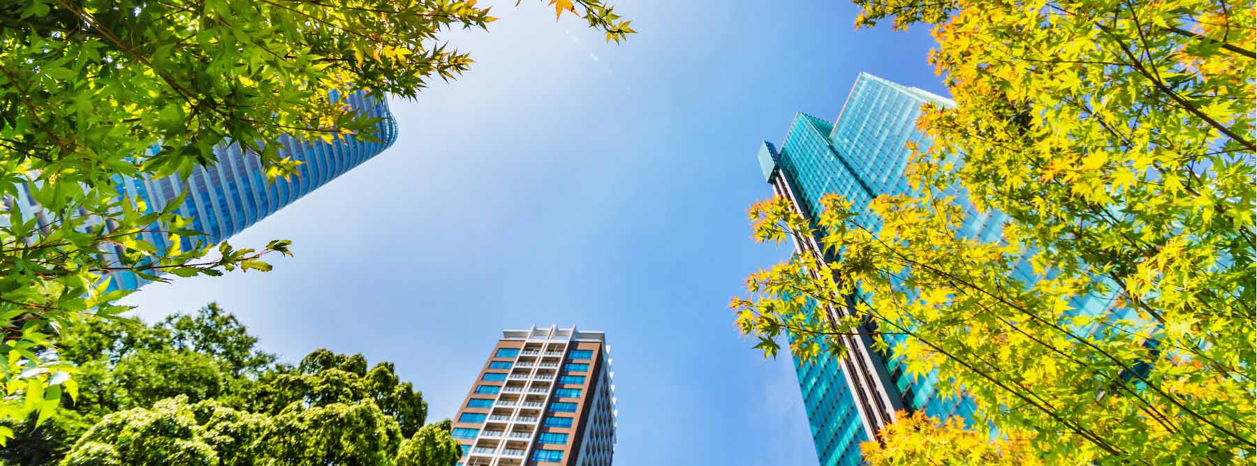 Looking up at skyscrapers through trees