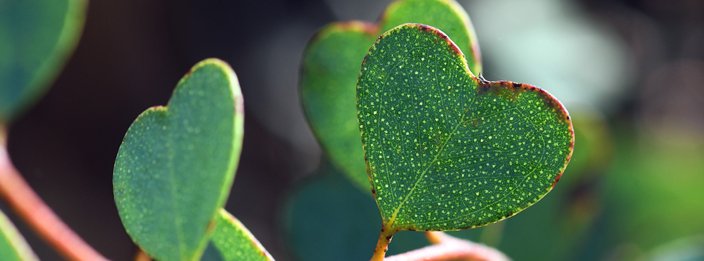 Close up of succulent with heart-shaped leaves