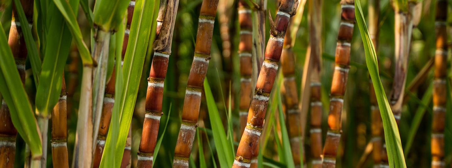 Sugar cane field