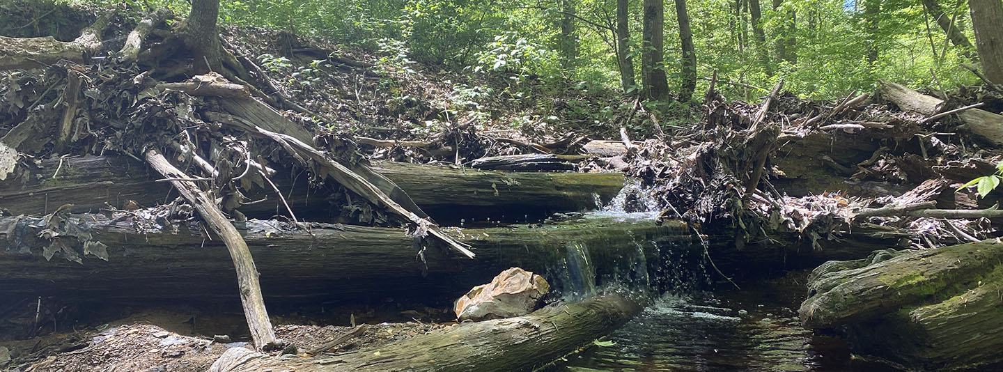 Creek in woods