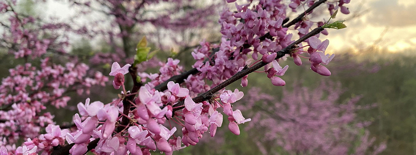 Redbud tree on Meyer homestead