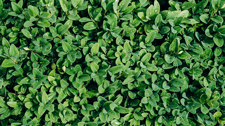 Green sprouts