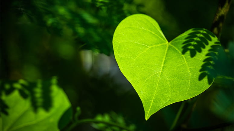 Heart shaped leaf in foreground with sun and leaf shadows